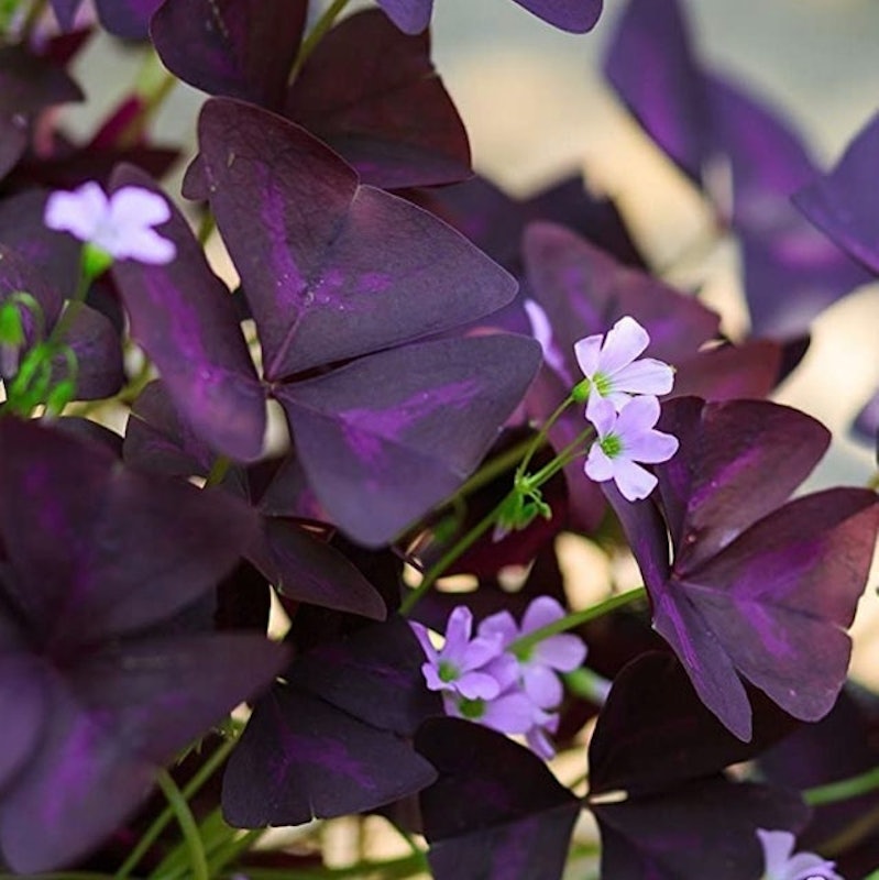 Purple Shamrocks (Oxalis Triangularis) 1