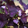 MAXVITAVELA Purple Shamrocks (Oxalis Triangularis) 1