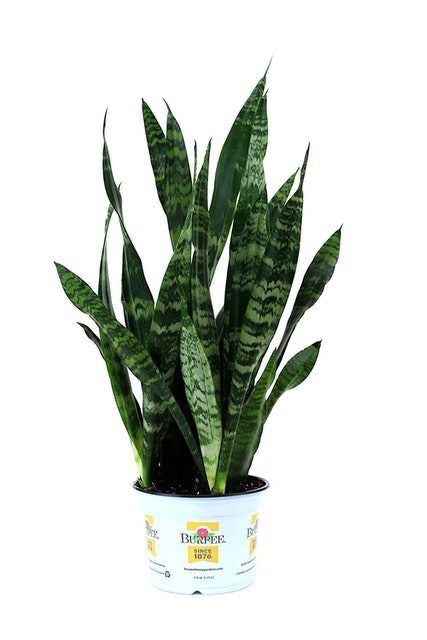 10 Best Indoor Plants for Air Quality in 2022 (Master Gardener-Reviewed) 1
