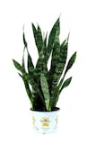 10 Best Indoor Plants for Air Quality in 2022 (Master Gardener-Reviewed) 1