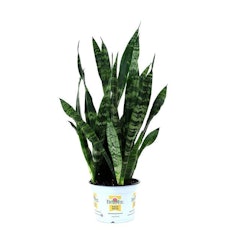 Black Coral Snake Plant (Sansevieria trifasciata)