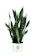 Burpee Black Coral Snake Plant (Sansevieria trifasciata) 1
