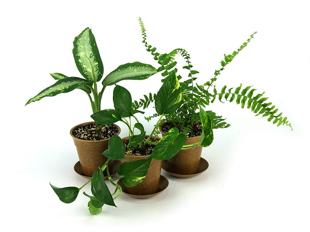 Clean Air Houseplant Multipack 1