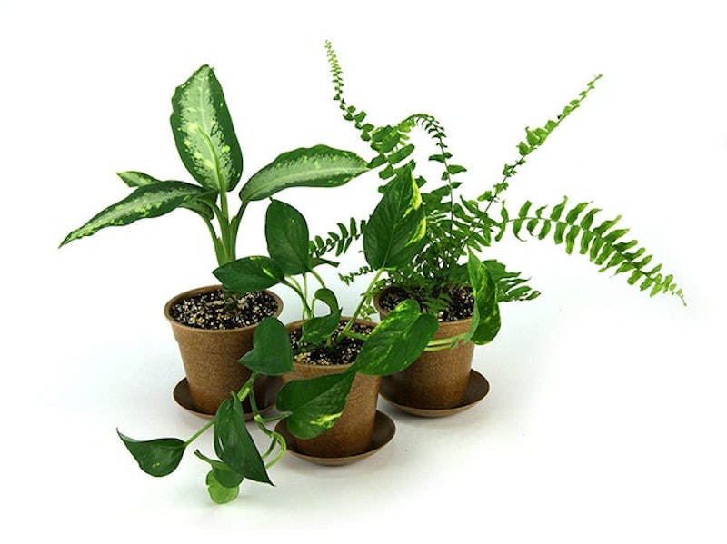 Clean Air Houseplant Multipack 1