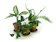 Josh's Frogs Clean Air Houseplant Multipack 1