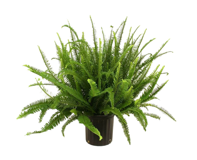 Kimberly Queen Fern 1