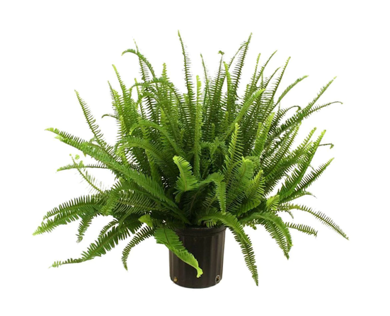 Kimberly Queen Fern 1