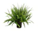 Costa Farms Kimberly Queen Fern 1