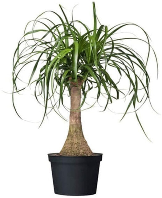 Ponytail Palm 1