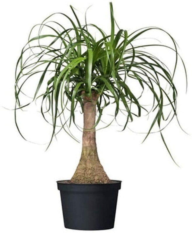 Ponytail Palm 1