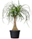 American Plant Exchange Ponytail Palm 1