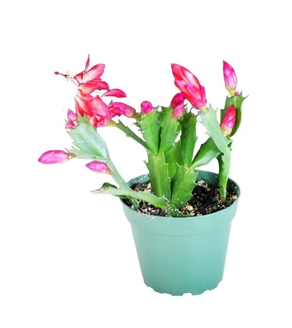 Red Christmas Cactus Plant (Schlumbergera Bridgessii) 1