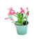 9GreenBox Red Christmas Cactus Plant (Schlumbergera Bridgessii) 1