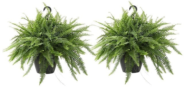 10 Best Plants for Your Bathroom in 2022 (Master Gardener-Reviewed) 3