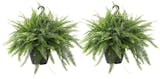 10 Best Plants for Your Bathroom in 2022 (Master Gardener-Reviewed) 3