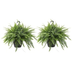 Boston Fern Hanging Basket
