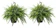 Costa Farms Boston Fern Hanging Basket 1
