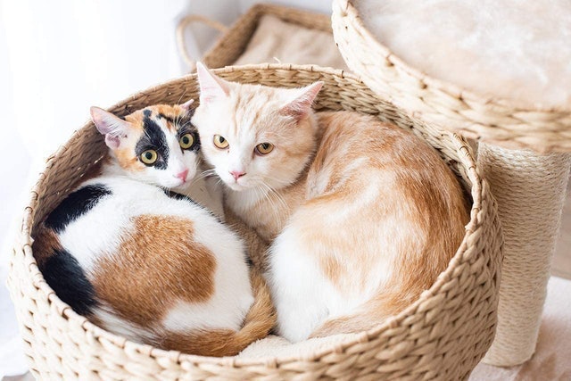 Handmade Natural Bowl with Perch Cat Tree 2