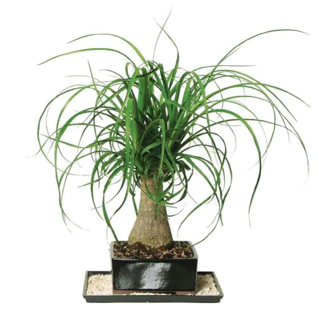 10 Best Cat-Safe Indoor Plants in 2022 (Veterinary Technician-Reviewed) 3