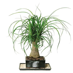 Ponytail Palm