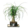 Brussel's Bonsai Ponytail Palm 1