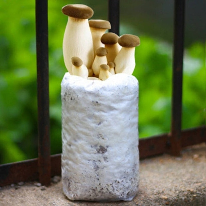 King Oyster Mushroom Grow Kit 1