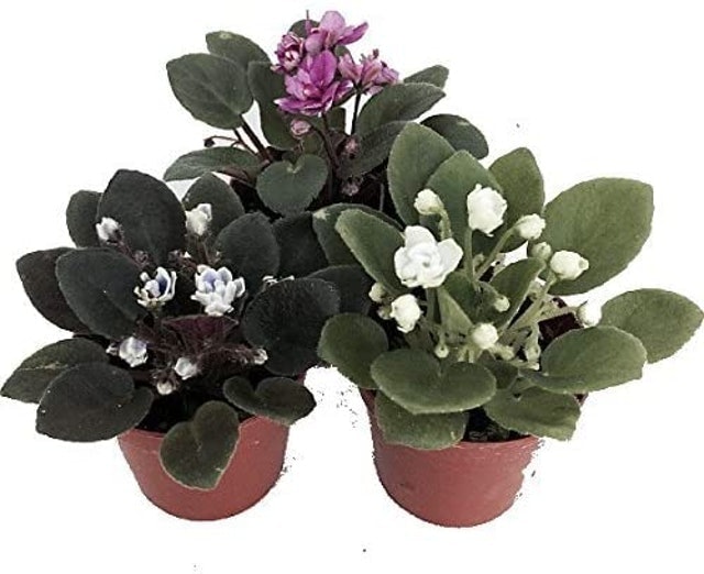 10 Best Indoor Flowers for Beginners in 2022 (Master Gardener-Reviewed) 3