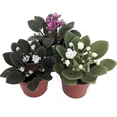 Miniature African Violet (Saintpaulia)