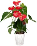10 Best Indoor Flowers for Beginners in 2022 (Master Gardener-Reviewed) 4