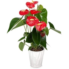 Red Anthurium (Anthurium andraeanum)