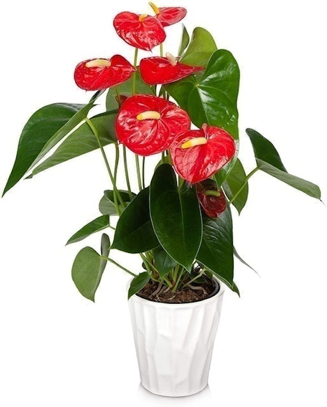 Red Anthurium (Anthurium andraeanum) 1