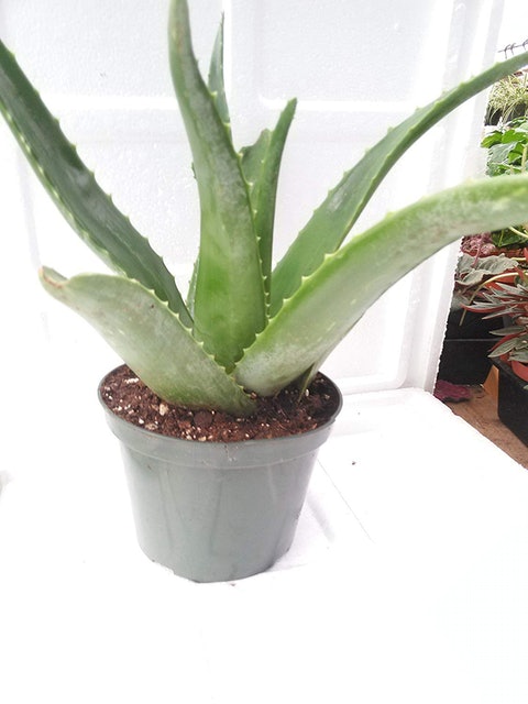 Aloe Vera (A. barbadensis) 1