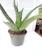 JM BAMBOO Aloe Vera (A. barbadensis) 1