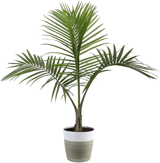 Majesty Palm Tree 1