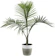 Costa Farms Majesty Palm Tree 1
