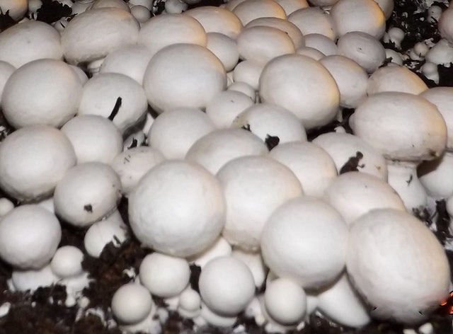 White Button Mushroom Growing Kit 1
