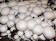 Willow Mountain Mushrooms White Button Mushroom Growing Kit 1
