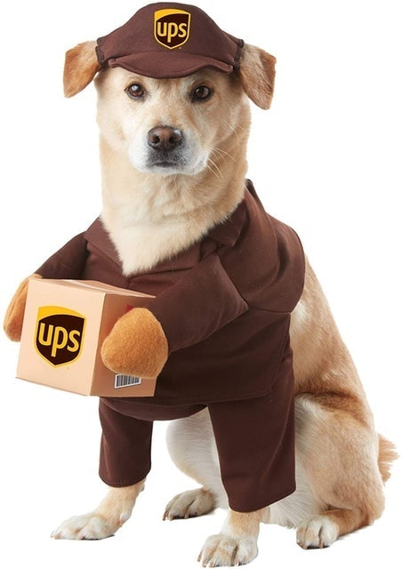 10 Best Dog Halloween Costumes in 2022 (Rubie's, Animal Planet, and More) 2