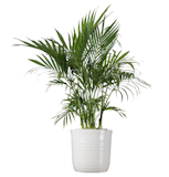 10 Best Cat-Safe Indoor Plants in 2022 (Veterinary Technician-Reviewed) 1