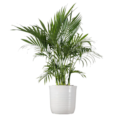Cat Palm Plant