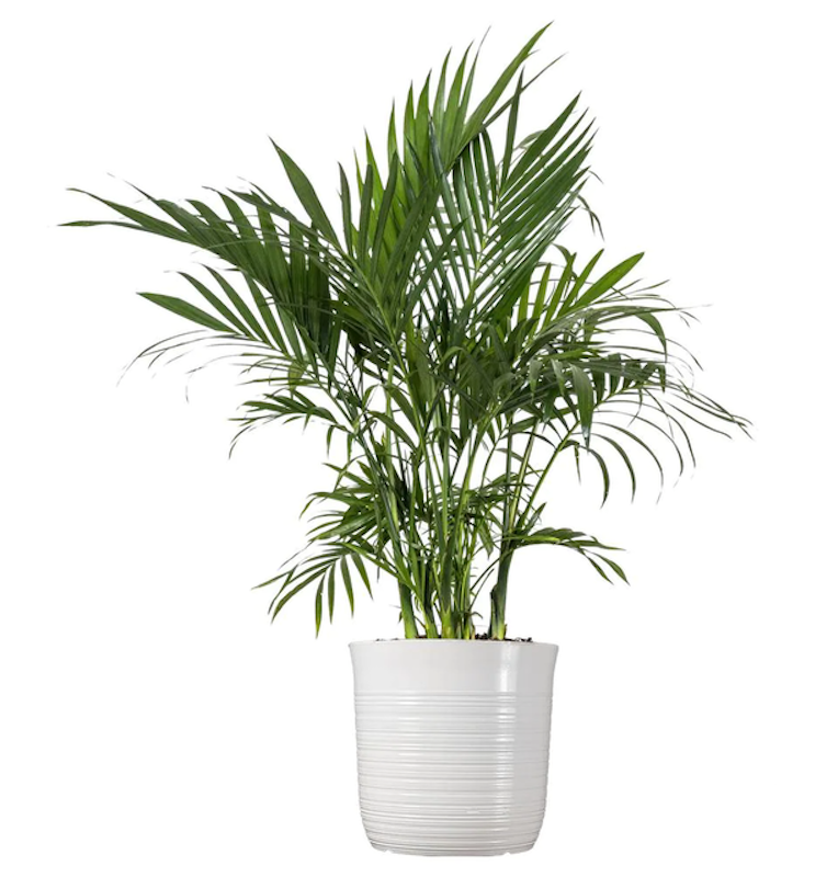 Cat Palm Plant 1