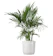 United Nursery Cat Palm Plant 1