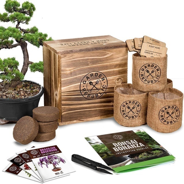 Bonsai Tree Seed Starter Kit 1