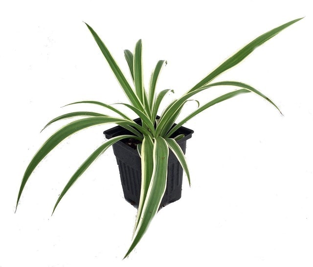10 Best Indoor Plants for Air Quality in 2022 (Master Gardener-Reviewed) 5