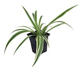 10 Best Indoor Plants for Air Quality in 2022 (Master Gardener-Reviewed) 5
