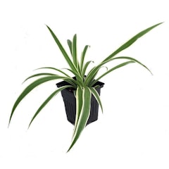 Reverse Variegated Spider Plant (Chlorophytum comosum)