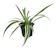 Hirt's Gardens Reverse Variegated Spider Plant (Chlorophytum comosum) 1