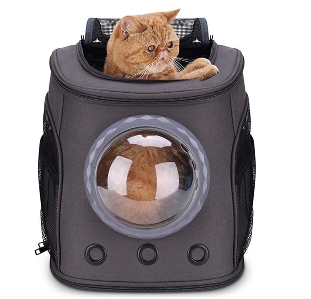 10 Best Cat Backpack Carriers in 2022 (PetAmi, Lollimeow, and More) 3