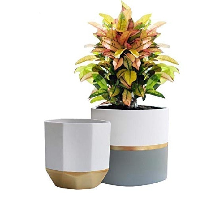 10 Best Pots for Indoor Plants in 2022 (La Jolie Muse, Southern Patio, and More) 1