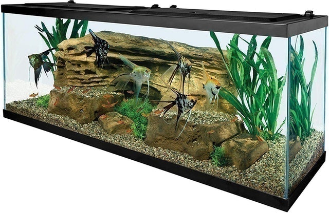 10 Best Fish Tanks of 2026 (Marina, Tetra, and More) 2